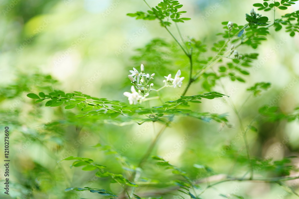 Moringa is blossoming with beautiful green leaves and beautiful white flowers. Moringa is blossoming with beautiful green leaves and beautiful white flowers.