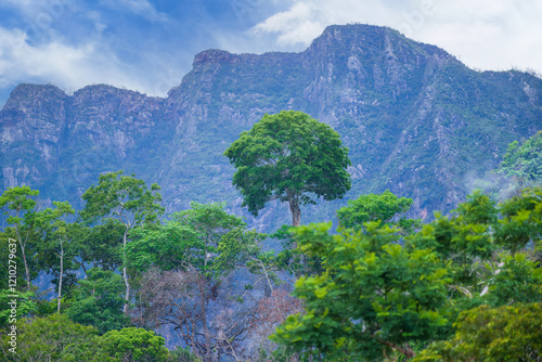 Beautiful landscape from Beni river, view on green blooming rainforest at Madidi national park, Amazon river basin in Bolivia, South America photo