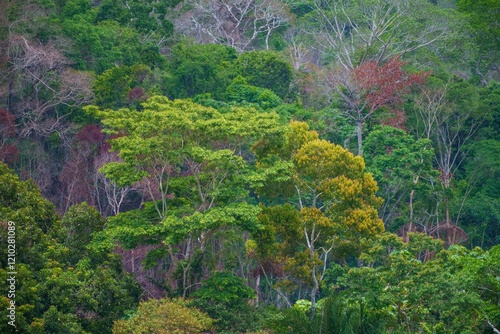 Beautiful landscape from Beni river, view on green blooming rainforest at Madidi national park, Amazon river basin in Bolivia, South America photo