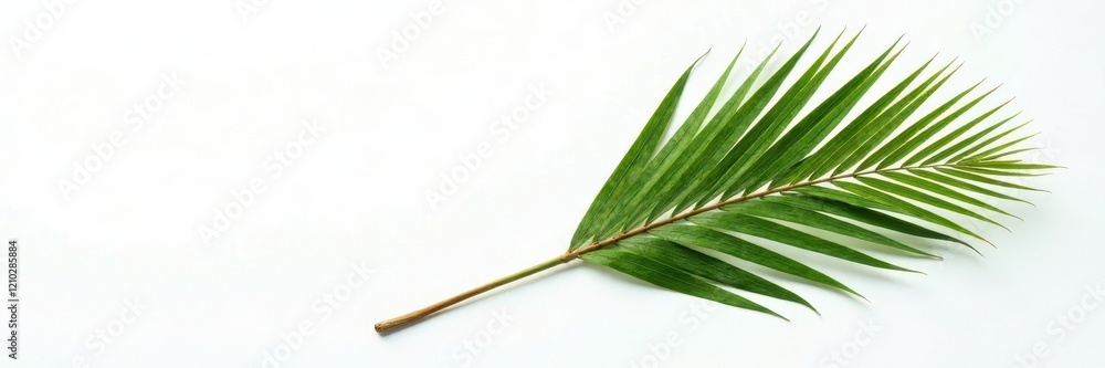 Single isolated coconut palm leaf on a plain white background, isolated, white, botany Single isolated coconut palm leaf on a plain white background, isolated, white, botany