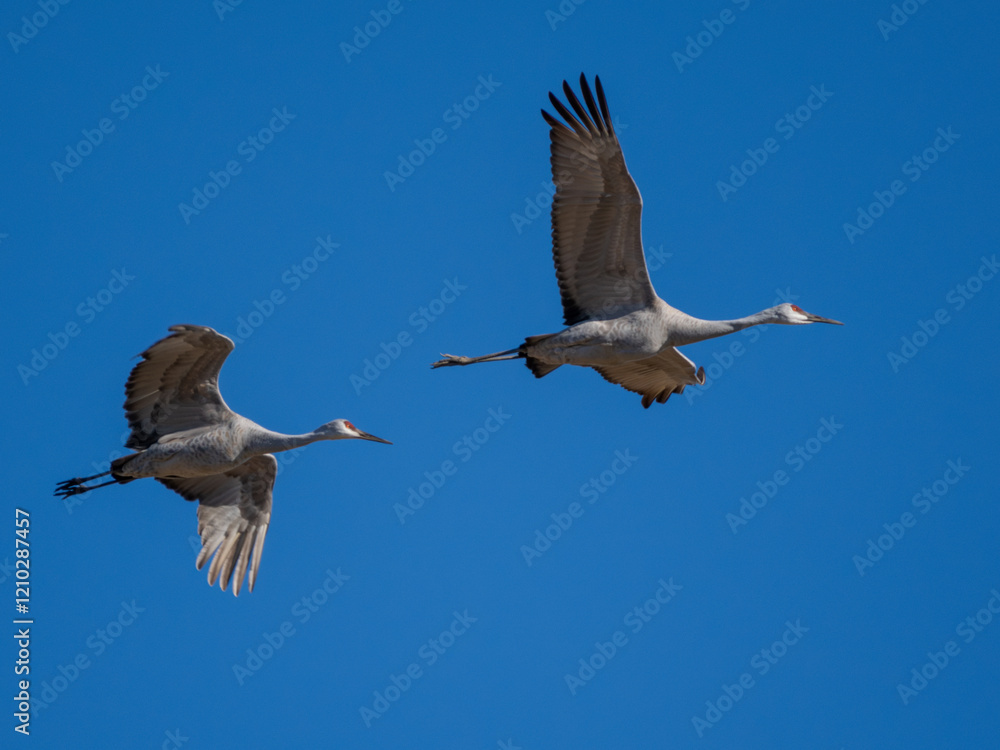 Obraz premium Sandhill crane in flight with blue sky