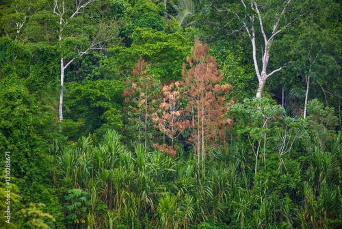 Beautiful landscape from Beni river, view on green blooming rainforest at Madidi national park, Amazon river basin in Bolivia, South America photo