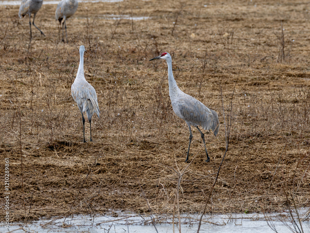 Fototapeta premium Sandhill cranes in a field