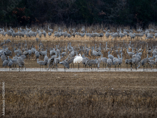 Whooping crane in a field surrounded by sandhill cranes