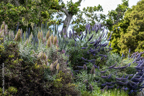 California Coast Line