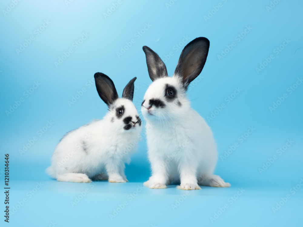 Fototapeta premium Two baby white and black dot rabbit sitting on blue background. Lovely action of rabbit.