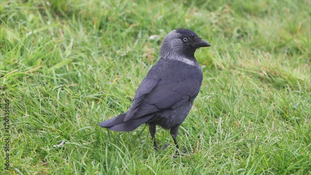 Jackdaw (Corvus monedula) looking for food in grass. Jackdaw (Corvus monedula) looking for food in grass.