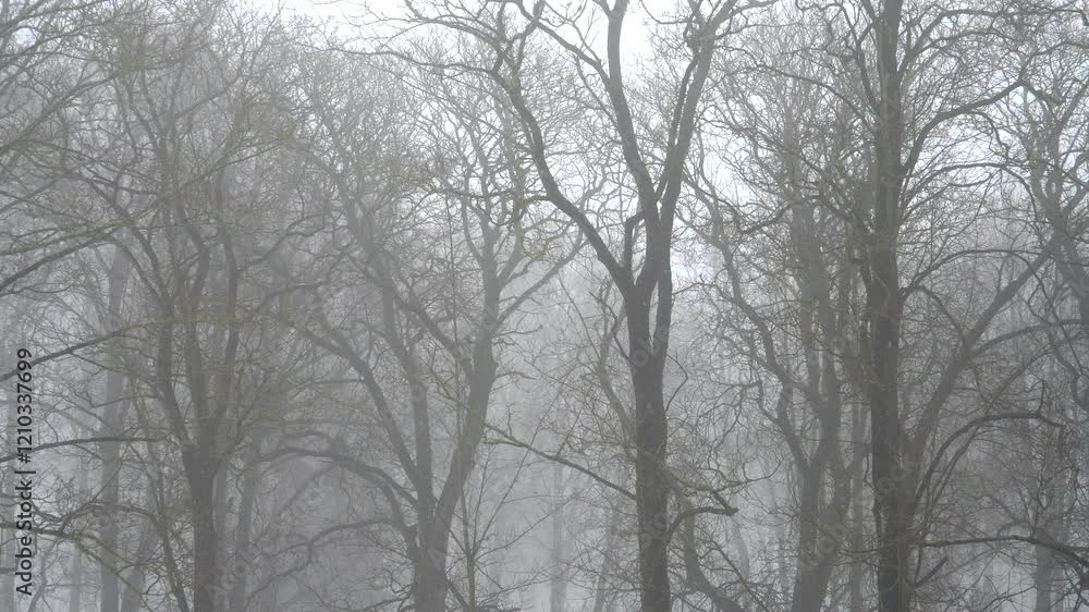 A foggy winter day with bare tree silhouettes. The dense mist creates an atmosphere of mystery and intrigue, enhancing the stark beauty of the leafless branches. A foggy winter day with bare tree silhouettes. The dense mist creates an atmosphere of mystery and intrigue, enhancing the stark beauty of the leafless branches.