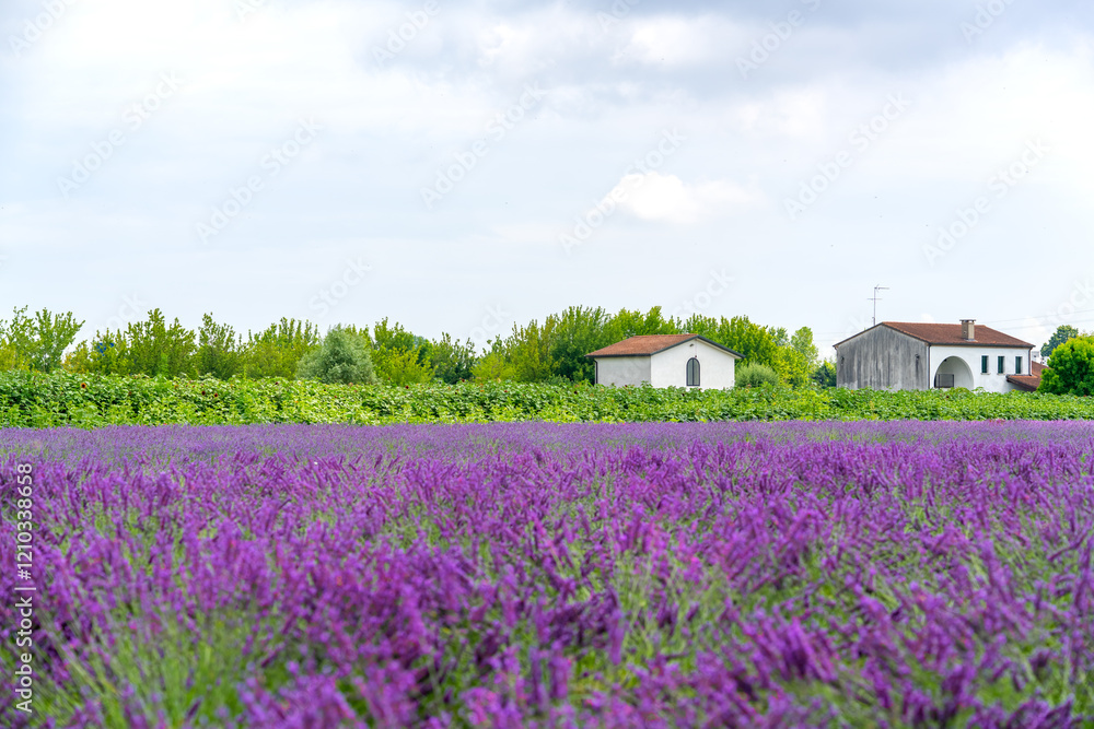 Lavender blooming. Summer background with rural landscape with lavender field. Shallow depth of field Lavender blooming. Summer background with rural landscape with lavender field. Shallow depth of field