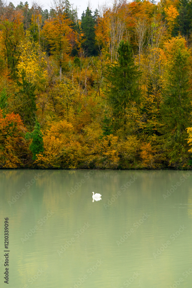 Fototapeta premium Autumn nature background with Colourful forest and pond with one white swan