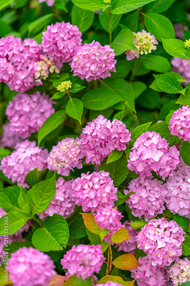 pink hydrangea flowers. Summer vertical background with blooming hydrangea flowers. Shallow depth of field pink hydrangea flowers. Summer vertical background with blooming hydrangea flowers. Shallow depth of field