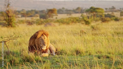 Majestic Lions in the Wild: Stunning Footage of Nature's Kings photo