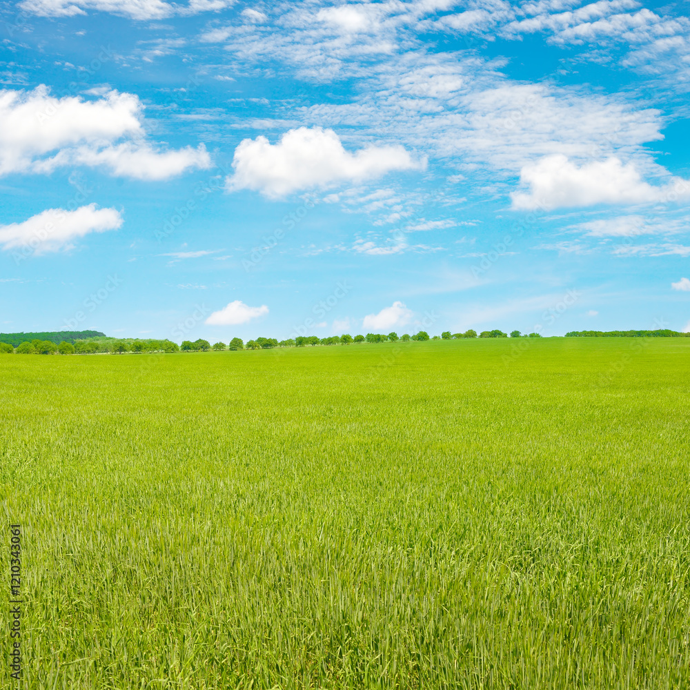 Obraz premium Young wheat stalks in summer field and blue sky.