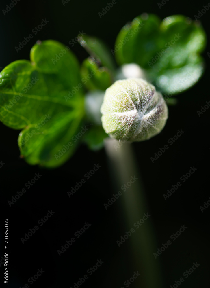 flower about to bud in a summer garden flower about to bud in a summer garden