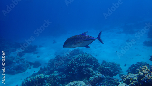 Bluefin trevally (Caranx melampygus) undersea, Red Sea, Egypt, Sharm El Sheikh, Montazah Bay photo