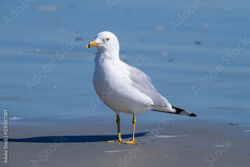 Closeup of a Ring Billed Gull on a Beach photo