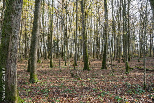 Bois de Versoix à la fin de l'automne  photo