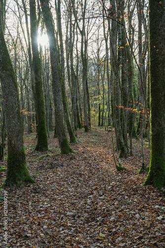 Bois de Versoix à la fin de l'automne  photo