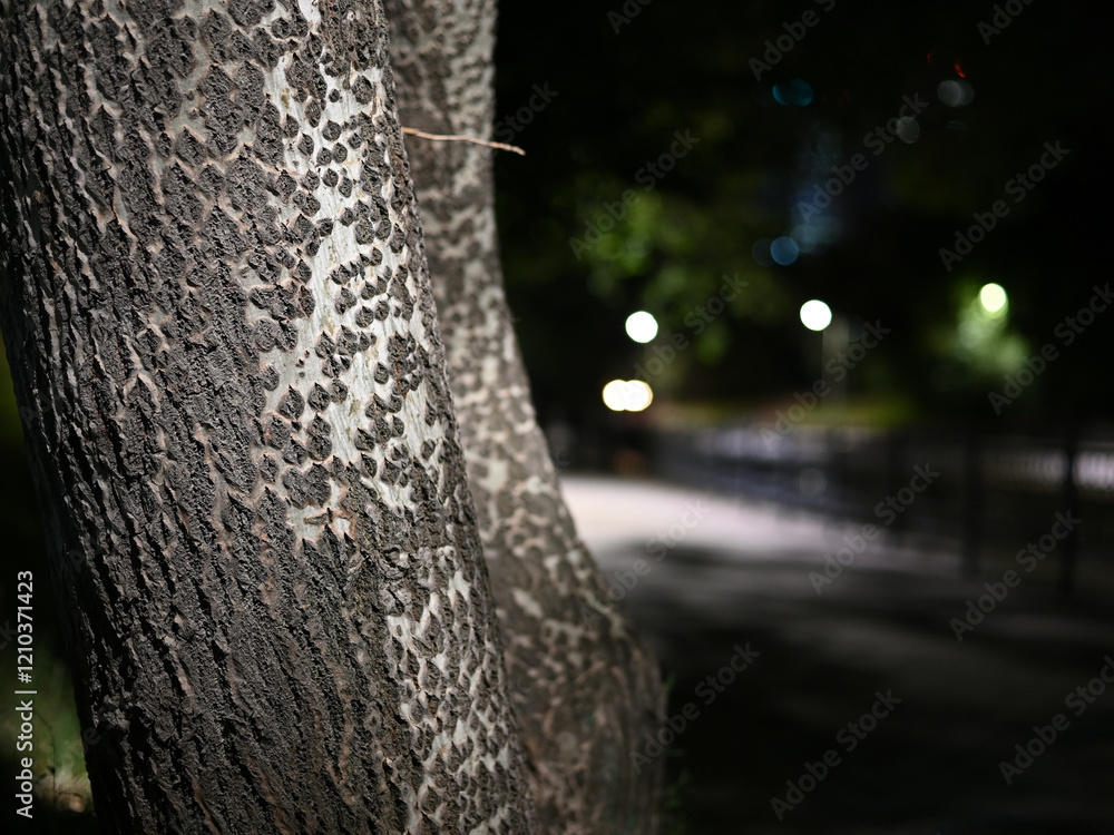 A close-up shot of a poplar trunk illuminated by electric light with the night city in the background.