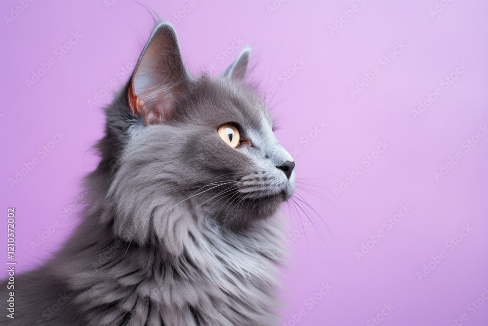 Fototapeta premium Portrait of a funny nebelung cat in solid pastel color wall