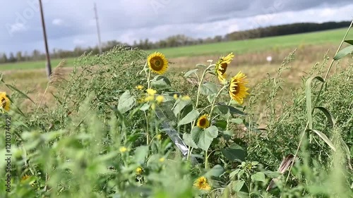 field of sunflowers. summer landscape. wind and idyllic