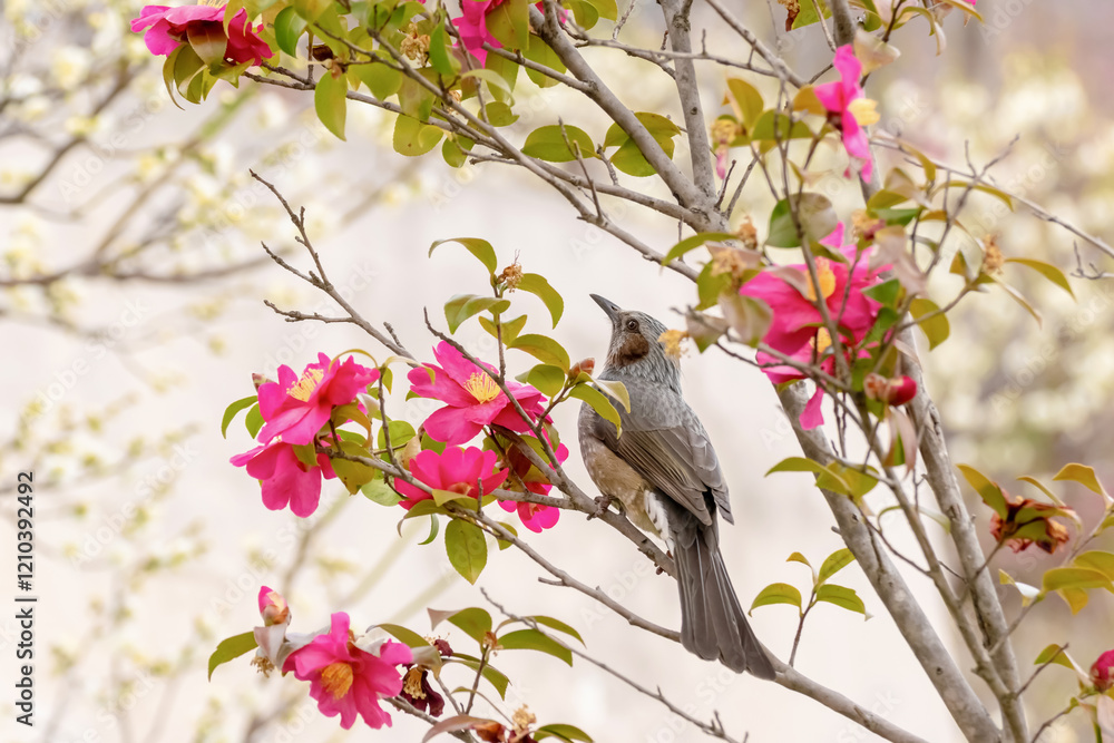 Obraz premium Brown-eared Bulbul with Pink Camellias