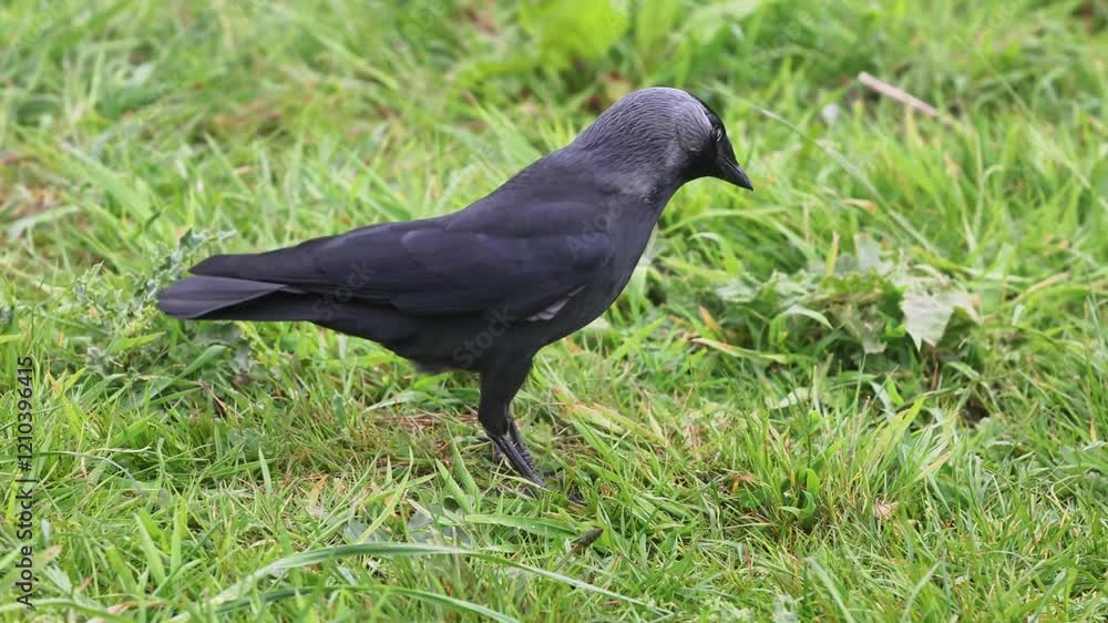 Jackdaw (Corvus monedula) looking for food in grass. Jackdaw (Corvus monedula) looking for food in grass.
