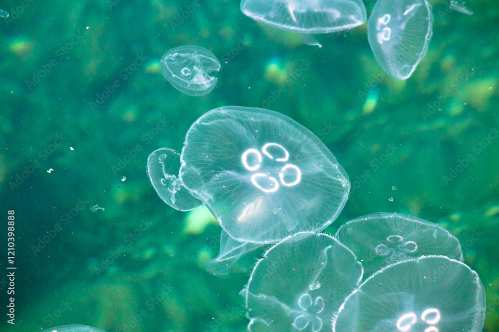 Swarm of jellyfish. Jellyfish in the sea in the Bosphorus. Animal. Top view. Ocean, water. Swarm of jellyfish. Jellyfish in the sea in the Bosphorus. Animal. Top view. Ocean, water.