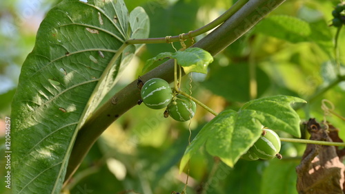 Diplocyclos fruits. Its other names Neoachmandra japonica,Trichosanthes cucumeroides, Neoachmandra, Bryonia and Zehneria. It is a vine plant fruits.  photo