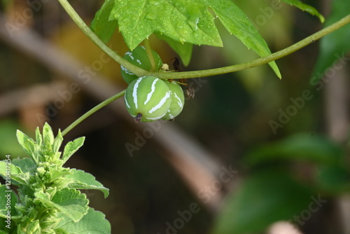 Diplocyclos fruits. Its other names Neoachmandra japonica,Trichosanthes cucumeroides, Neoachmandra, Bryonia and Zehneria. It is a vine plant fruits.  photo