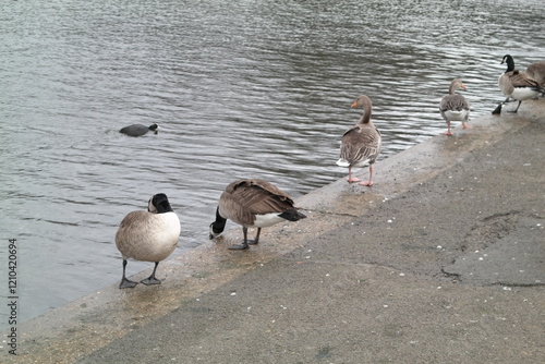 Geese 