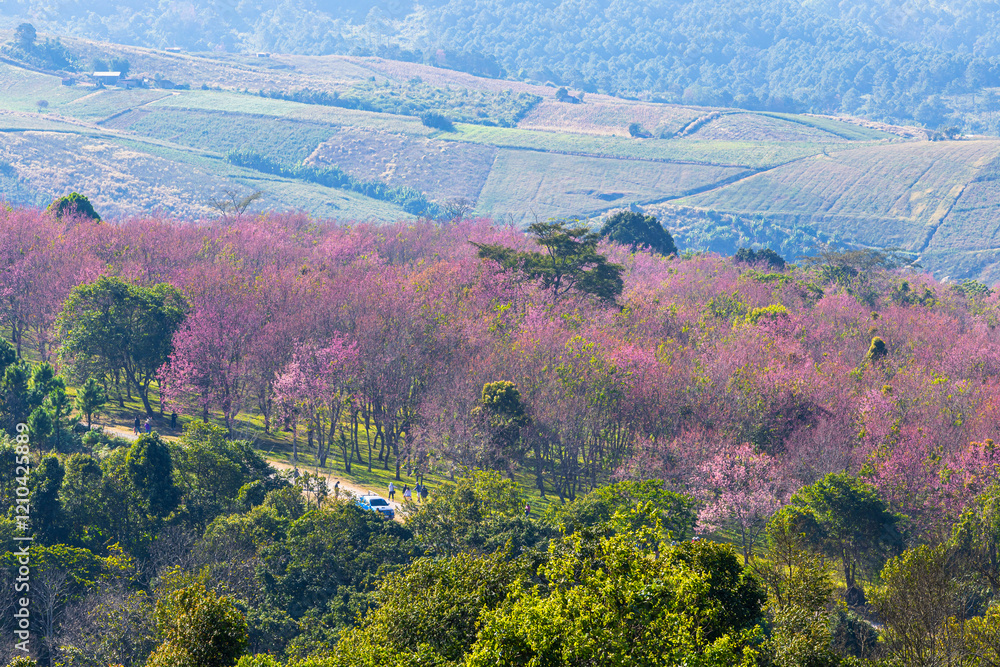 Cherry flower with a pink sakura Prunus cerasoides or Wild Himalayan Cherry,Giant tiger flower and blue sky in Phu Lom Lo ,Phetchabun, Thailand.