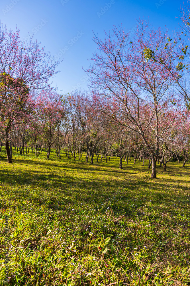 Cherry flower with a pink sakura Prunus cerasoides or Wild Himalayan Cherry,Giant tiger flower and blue sky in Phu Lom Lo ,Phetchabun, Thailand.