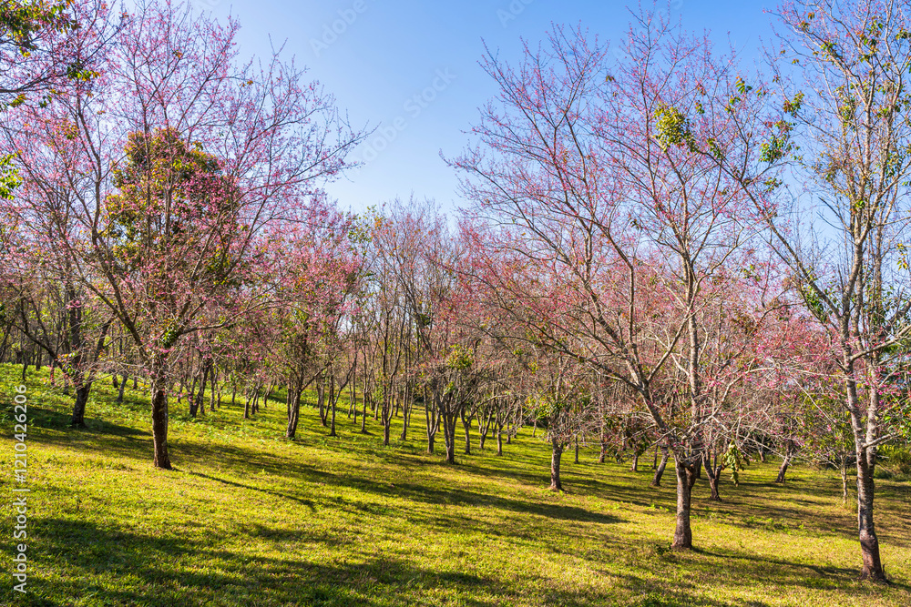 Cherry flower with a pink sakura Prunus cerasoides or Wild Himalayan Cherry,Giant tiger flower and blue sky in Phu Lom Lo ,Phetchabun, Thailand.