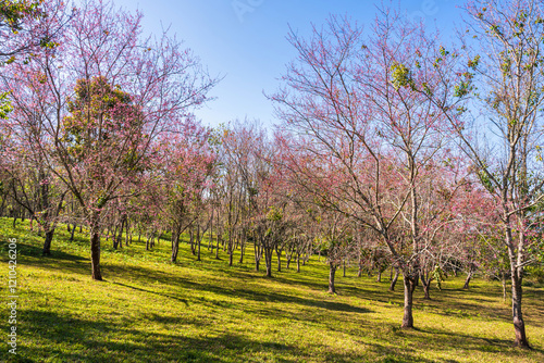 Obraz na płótnie Cherry flower with a pink sakura Prunus cerasoides or Wild Himalayan Cherry,Giant tiger flower and blue sky in Phu Lom Lo ,Phetchabun, Thailand. w salonie