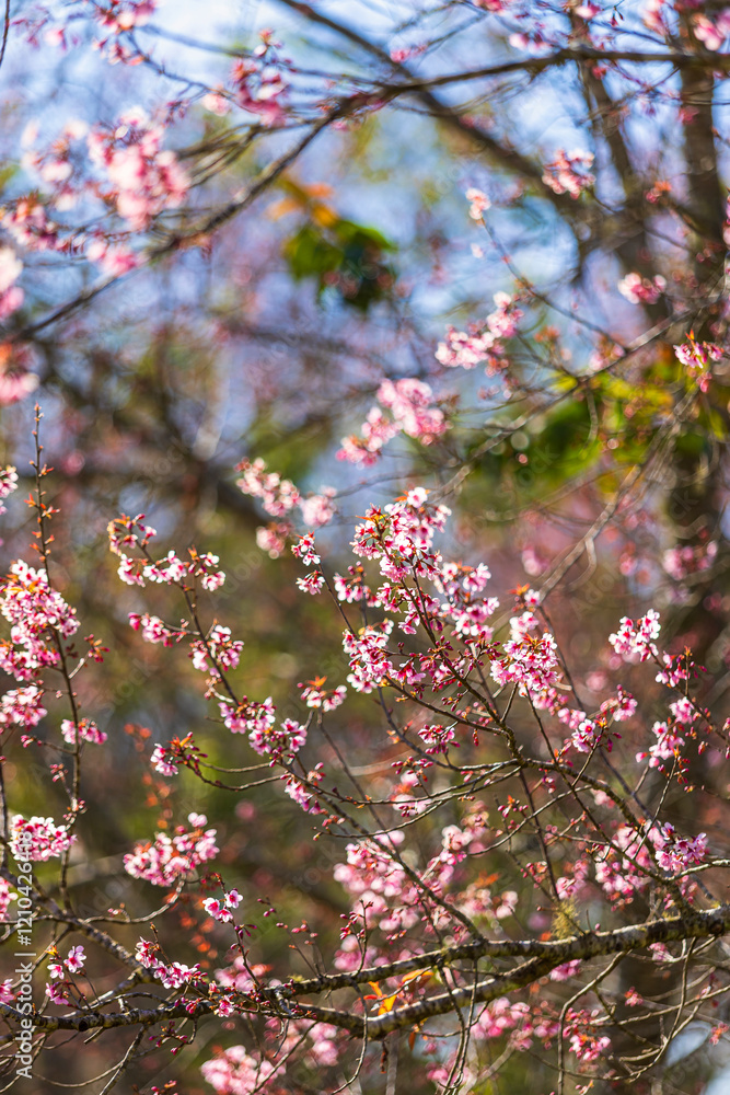 Cherry flower with a pink sakura Prunus cerasoides or Wild Himalayan Cherry,Giant tiger flower and blue sky in Phu Lom Lo ,Phetchabun, Thailand.
