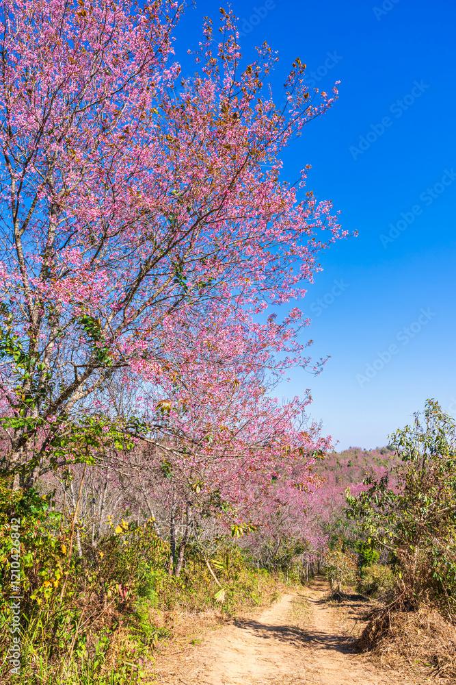 Cherry flower with a pink sakura Prunus cerasoides or Wild Himalayan Cherry,Giant tiger flower and blue sky in Phu Lom Lo ,Phetchabun, Thailand.