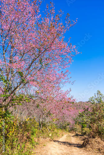 Obraz na płótnie Cherry flower with a pink sakura Prunus cerasoides or Wild Himalayan Cherry,Giant tiger flower and blue sky in Phu Lom Lo ,Phetchabun, Thailand. w salonie