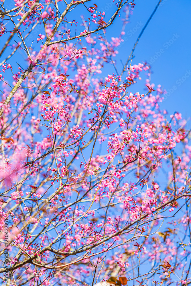 Cherry flower with a pink sakura Prunus cerasoides or Wild Himalayan Cherry,Giant tiger flower and blue sky in Phu Lom Lo ,Phetchabun, Thailand.