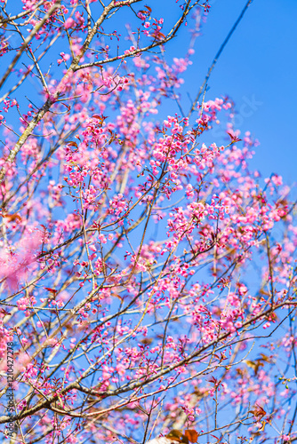 Obraz na płótnie Cherry flower with a pink sakura Prunus cerasoides or Wild Himalayan Cherry,Giant tiger flower and blue sky in Phu Lom Lo ,Phetchabun, Thailand. w salonie