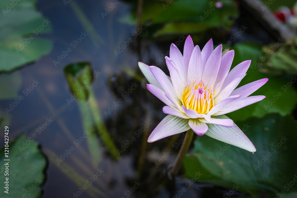 Close-up of the beautiful Pink Lotus flower in blooming, pink water lily in the Summer Lotus Pond