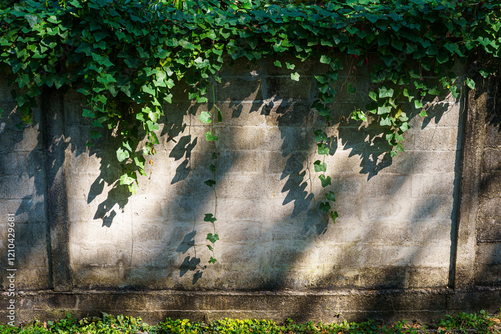 Texture of Abstract old white brick cement wall Where the sun shines in building and green grass plants with green vine leaves that grows naturally background background copy space