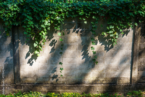 Obraz na płótnie Texture of Abstract old white brick cement wall Where the sun shines in building and green grass plants with green vine leaves that grows naturally background background copy space w salonie