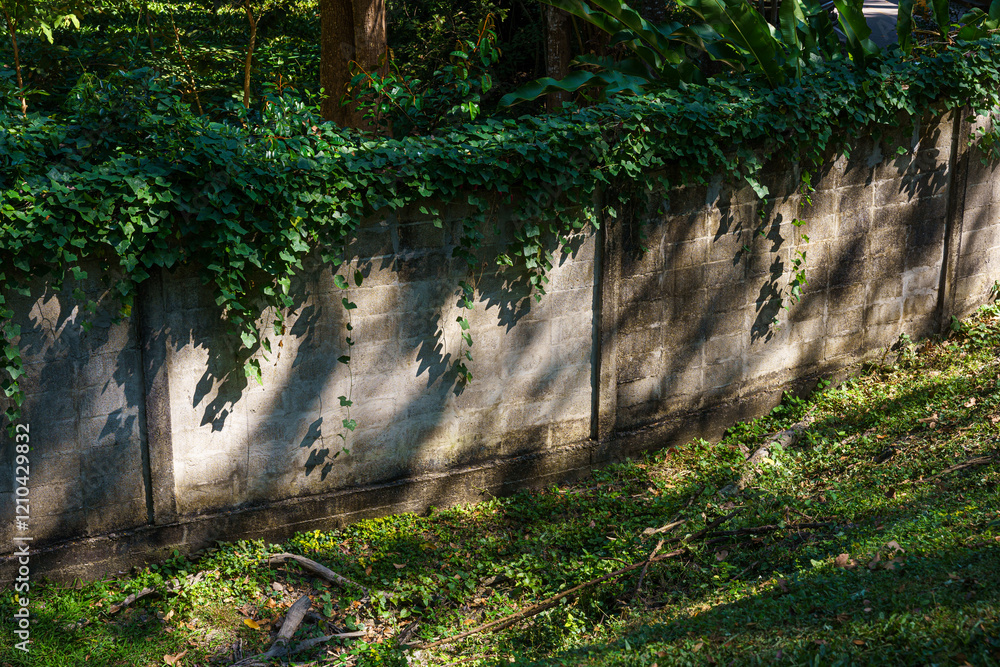 Texture of Abstract old white brick cement wall Where the sun shines in building and green grass plants with green vine leaves that grows naturally background background copy space