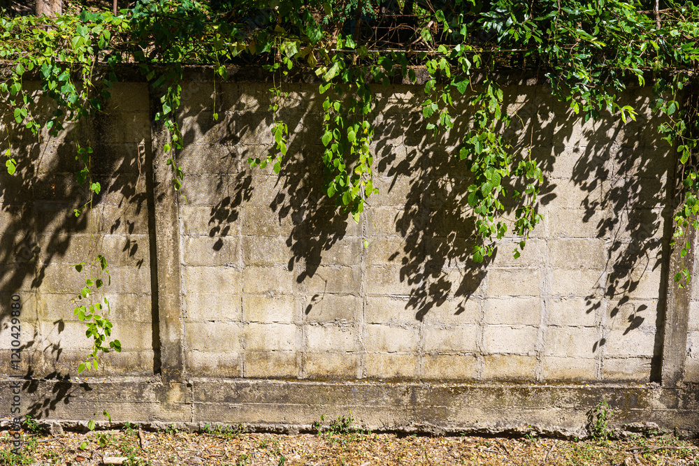 Texture of Abstract old white brick cement wall Where the sun shines in building and green grass plants with green vine leaves that grows naturally background background copy space
