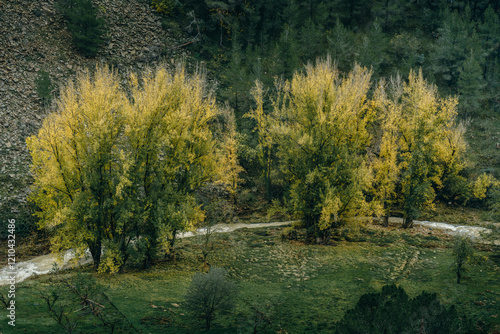 Enchanting Autumn Landscape with Golden Cottonwood Trees Along Mountain Stream. Scenic Natural Vista of Yellow Foliage and Green Meadows in Wild Mountain Terrain During Autumn Season photo