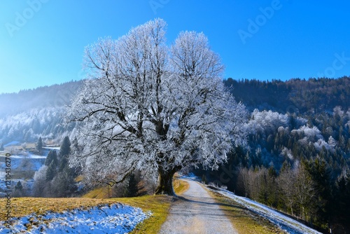 White frost covered large-leaved linden tree next to a gravel road under slopes of Jelovica in Gorenjska, Slovenia photo