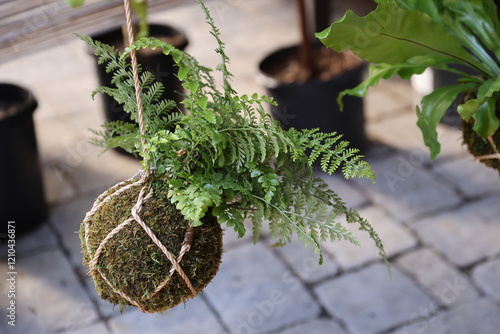 Konstfotografi hanging fern