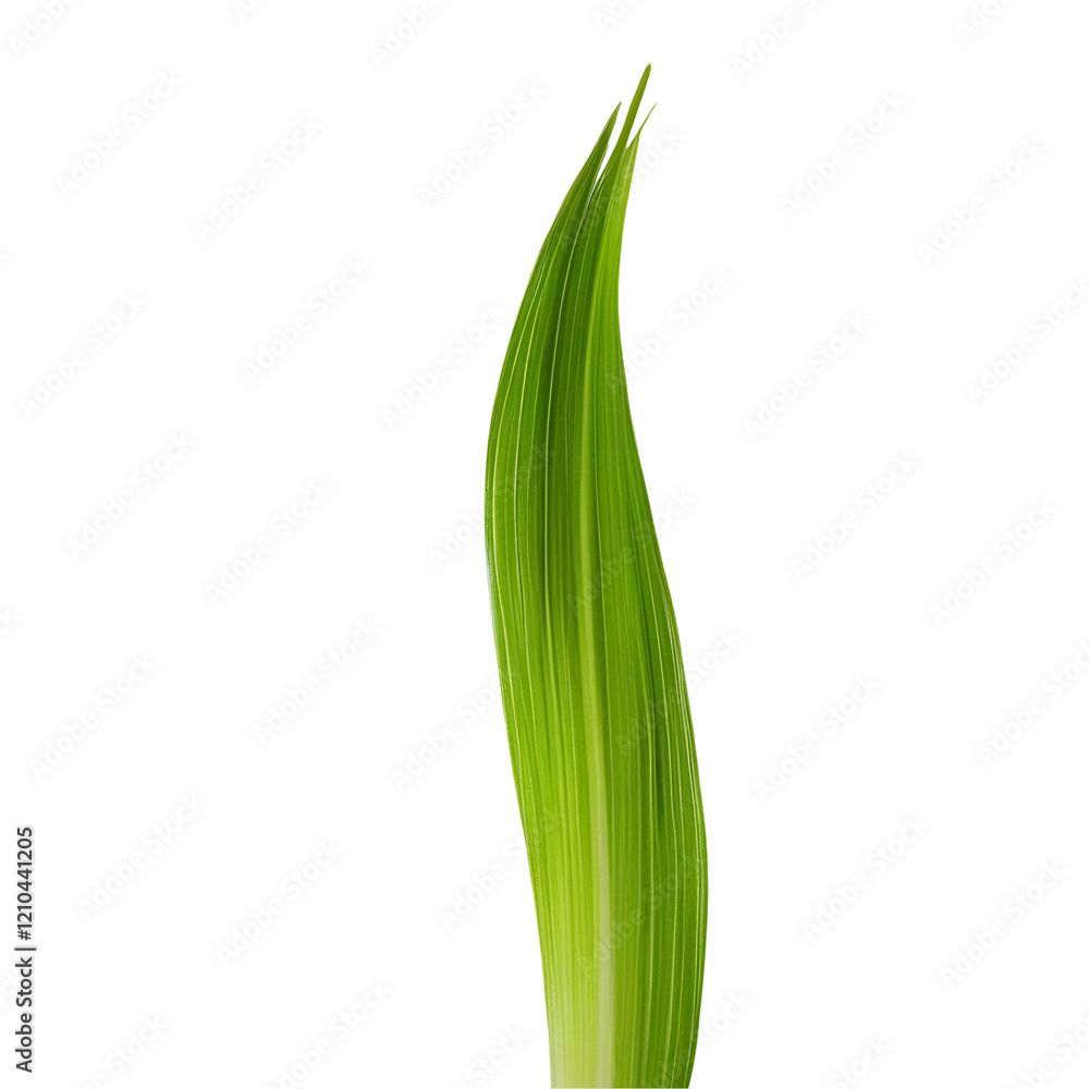 Grass Isolated on Transparent Background for Graphic Design and Nature Art
Grass Isolated on Transparent Background for Graphic Design and Nature Art