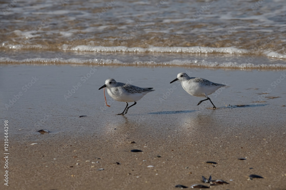Sanderling running away with a freshly caught worm Sanderling running away with a freshly caught worm